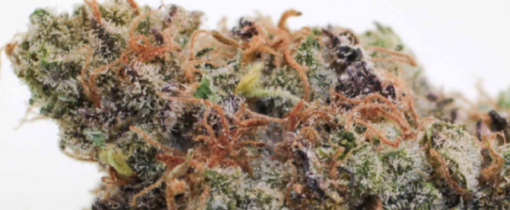 Buy Cannabis Caviar Online