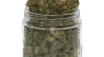 Buy Master Scout Strain Online