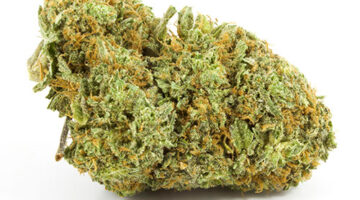 Buy Strawberry Cough Online